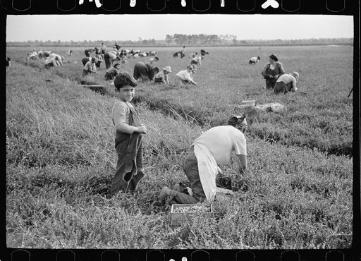 Untitled photo, possibly related to: Cranberry pickers, Burlington County, New Jersey