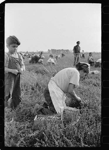 Cranberry pickers, Burlington County, New Jersey