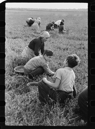 Children picking cranberries, Burlington County, New Jersey