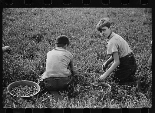 Children picking cranberries, Burlington County, New Jersey