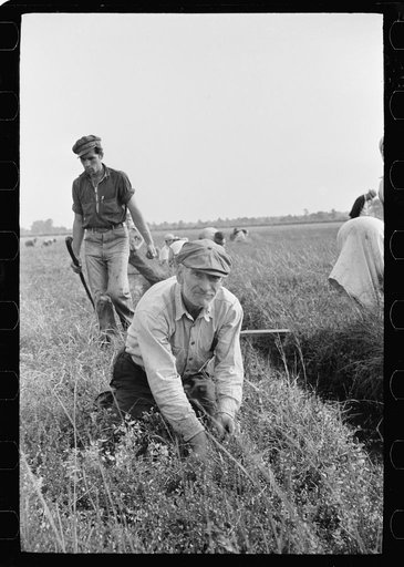 Old man picking cranberries. Padrone (labor contractor) in background. Burlington County, New Jersey