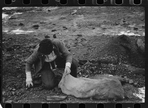 Boy hunting for coal on slack pile, Steritz, Illinois