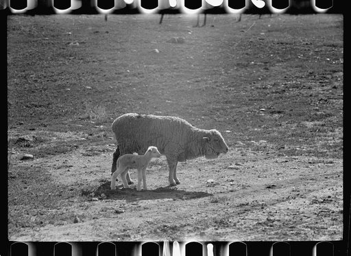 Ewe and newborn lamb, Madison County, Montana