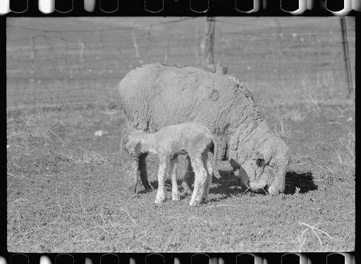 Untitled photo, possibly related to: Ewe and newborn lamb, Madison County, Montana