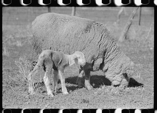 Ewe and newborn lamb, Madison County, Montana