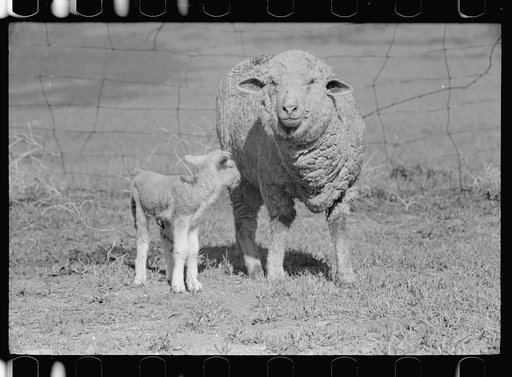 Ewe and newborn lamb, Madison County, Montana