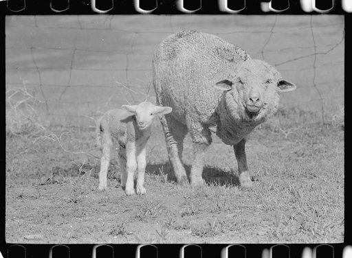 Untitled photo, possibly related to: Ewe and newborn lamb, Madison County, Montana