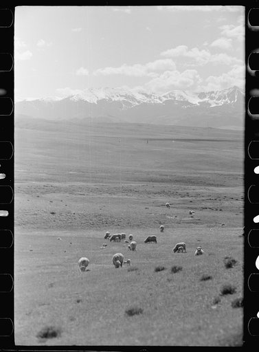 Sheep grazing, Madison County, Montana
