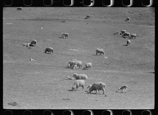 Sheep grazing on high range, Madison County, Montana
