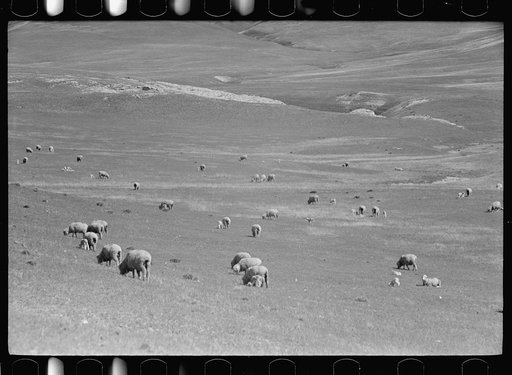 Untitled photo, possibly related to: Sheep grazing on high range, Madison County, Montana