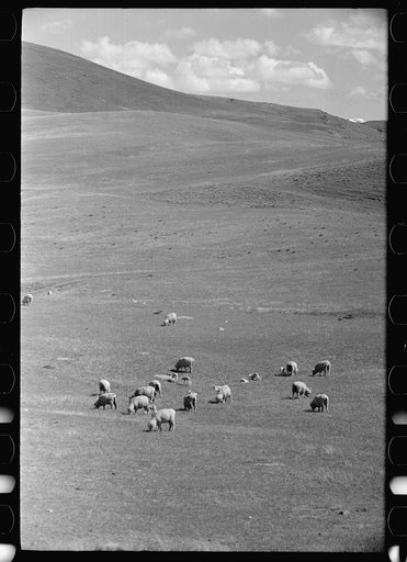 Sheep grazing on high range, Madison County, Montana