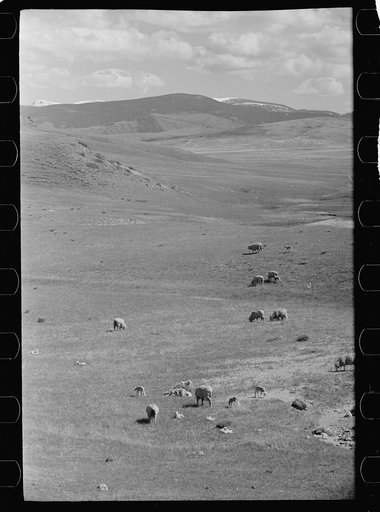 Untitled photo, possibly related to: Sheep grazing on high range, Madison County, Montana