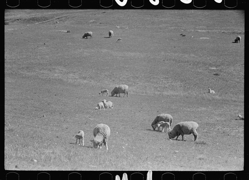 Untitled photo, possibly related to: Sheep grazing on high range, Madison County, Montana
