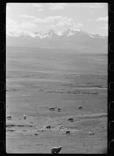 Untitled photo, possibly related to: Sheep grazing on high range, Madison County, Montana