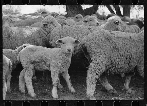 Untitled photo, possibly related to: Sheep grazing on high range, Madison County, Montana