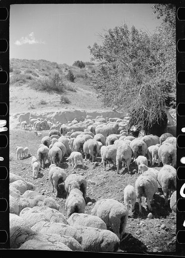 Untitled photo, possibly related to: Sheepherder with his flock, Madison County, Montana