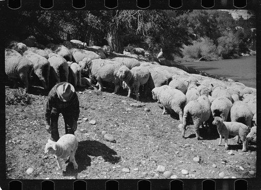 Sheepherder with his flock, Madison County, Montana
