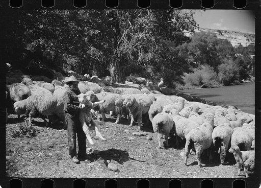 Untitled photo, possibly related to: Rancher and sheepherder with a large flock, Madison County, Montana