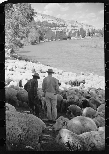 Rancher and sheepherder with a large flock, Madison County, Montana