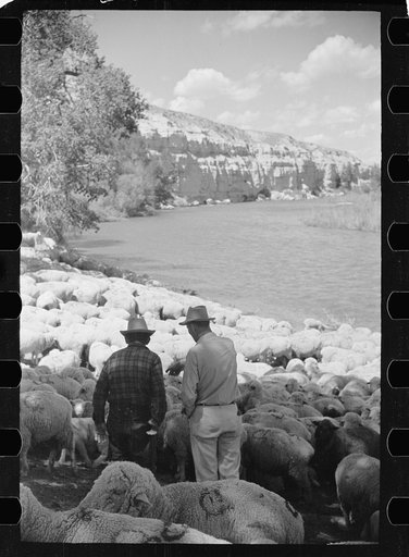 Untitled photo, possibly related to: Rancher and sheepherder with a large flock, Madison County, Montana