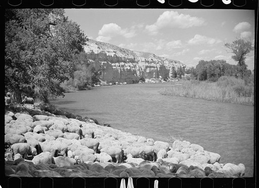 Untitled photo, possibly related to: Sheep watering at Madison River, Montana