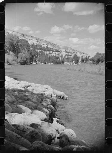 Sheep watering at Madison River, Montana