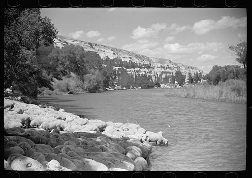 Untitled photo, possibly related to: Sheep watering at Madison River, Montana