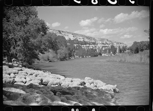 Sheep at Madison River, Montana