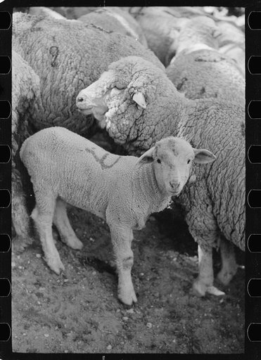 Ewe and lamb, Madison County, Montana