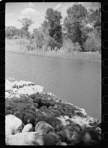 Untitled photo, possibly related to: Sheep at Madison River, Montana
