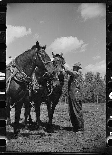 Resettled farmer, Fairfield Bench Farms, Montana