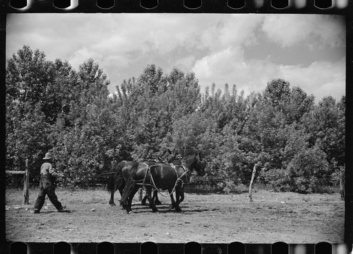 Resettled farmer driving team into barn, shelter belts in background, Fairfield Bench Farms, Montana