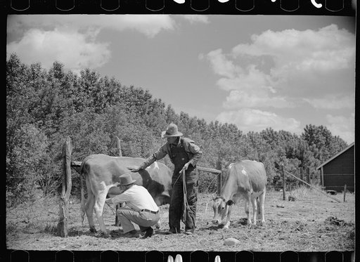 Veterinarian examining cows, Fairfield Bench Farms, Montana