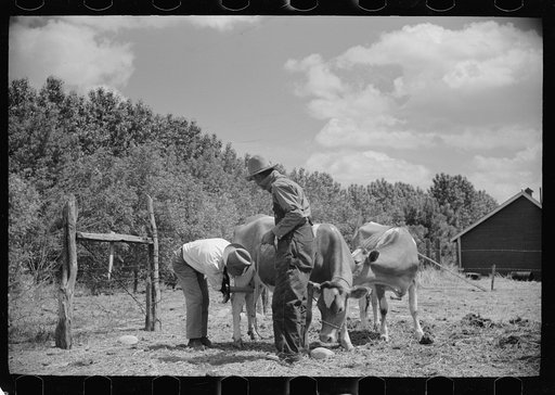Untitled photo, possibly related to: Veterinarian examining cows, Fairfield Bench Farms, Montana