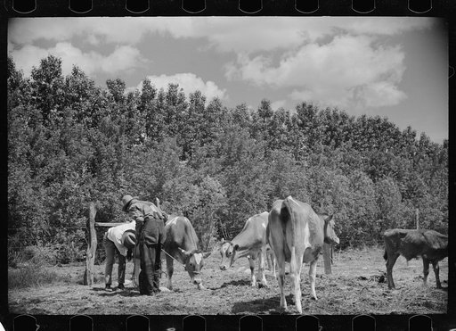 Untitled photo, possibly related to: Veterinarian examining cows, Fairfield Bench Farms, Montana