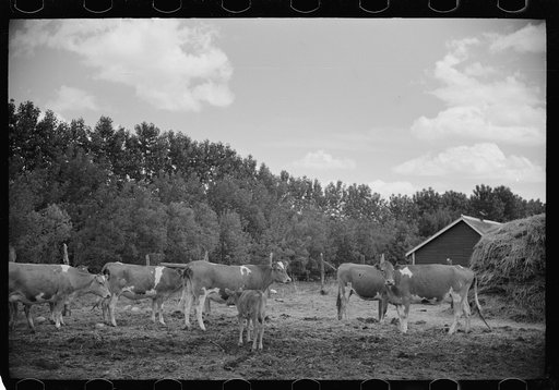 Untitled photo, possibly related to: Veterinarian with resettled farmer's cows, Fairfield Bench Farms, Montana
