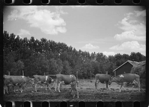 Untitled photo, possibly related to: Veterinarian with resettled farmer's cows, Fairfield Bench Farms, Montana