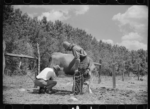 Veterinarian examining cow, Fairfield Bench Farms, Montana