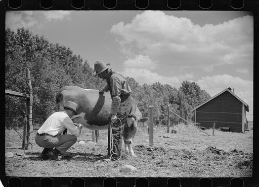 Untitled photo, possibly related to: Veterinarian examining cow, Fairfield Bench Farms, Montana