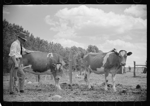 Veterinarian with resettled farmer's cows, Fairfield Bench Farms, Montana