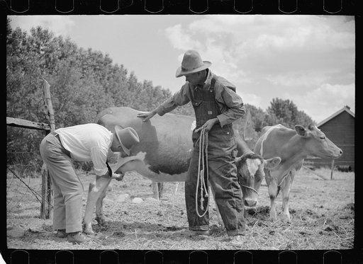 Untitled photo, possibly related to: Veterinarian examining cow, Fairfield Bench Farms, Montana