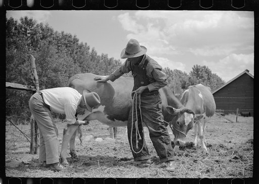 Untitled photo, possibly related to: Veterinarian examining cow, Fairfield Bench Farms, Montana