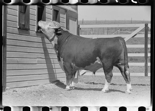 Purebred Hereford bull, Willow Creek Ranch, Montana