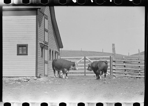 Untitled photo, possibly related to: Purebred Hereford bull, Willow Creek Ranch, Montana