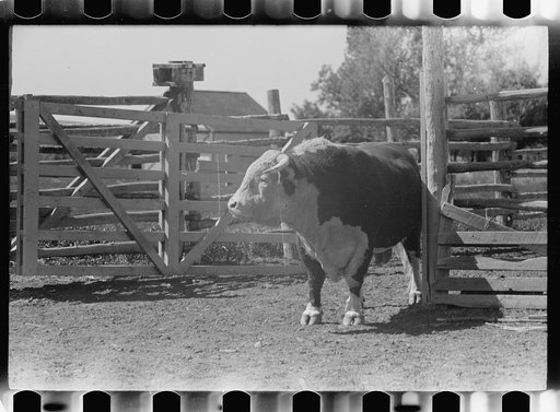 Untitled photo, possibly related to: Purebred Hereford bull, Willow Creek Ranch, Montana