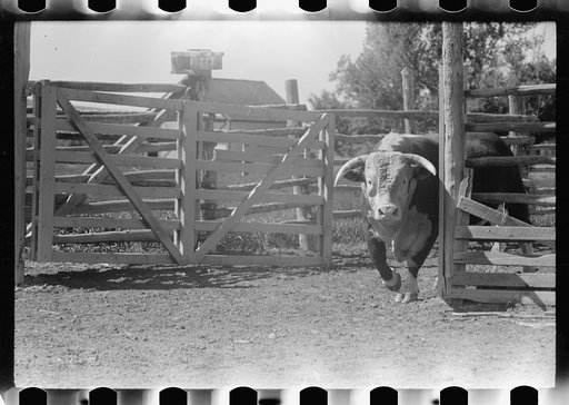 Purebred Hereford bull, Willow Creek Ranch, Montana