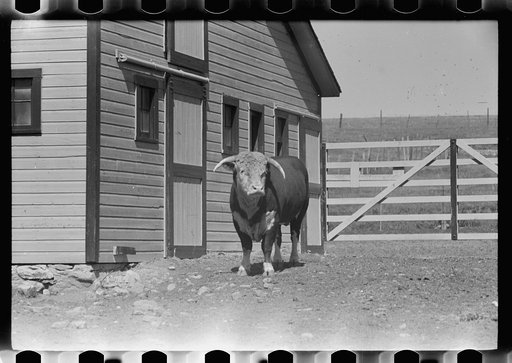 Untitled photo, possibly related to: Purebred Hereford bull, Willow Creek Ranch, Montana