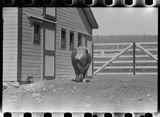 Untitled photo, possibly related to: Purebred Hereford bull, Willow Creek Ranch, Montana