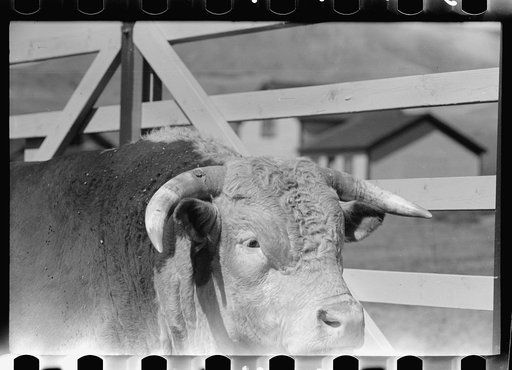 Untitled photo, possibly related to: Purebred Hereford bull, Willow Creek Ranch, Montana