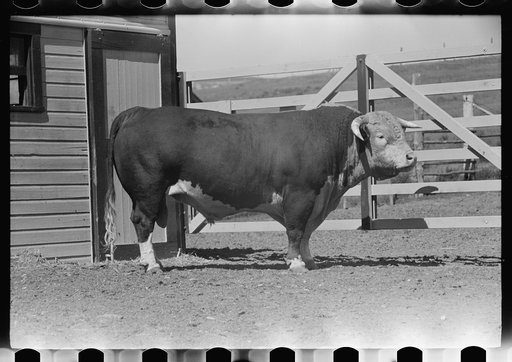 Untitled photo, possibly related to: Purebred Hereford bull, Willow Creek Ranch, Montana